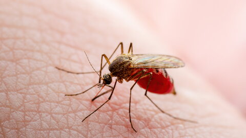 Gefährliche Zika infizierte Moskitohaut biss. Leishmaniose, Enzephalitis, Gelbfieber, Dengue, Malaria-Krankheit, Mayaro oder Zika Virus Infektiöse Culex Mosquito Parasiten Makro