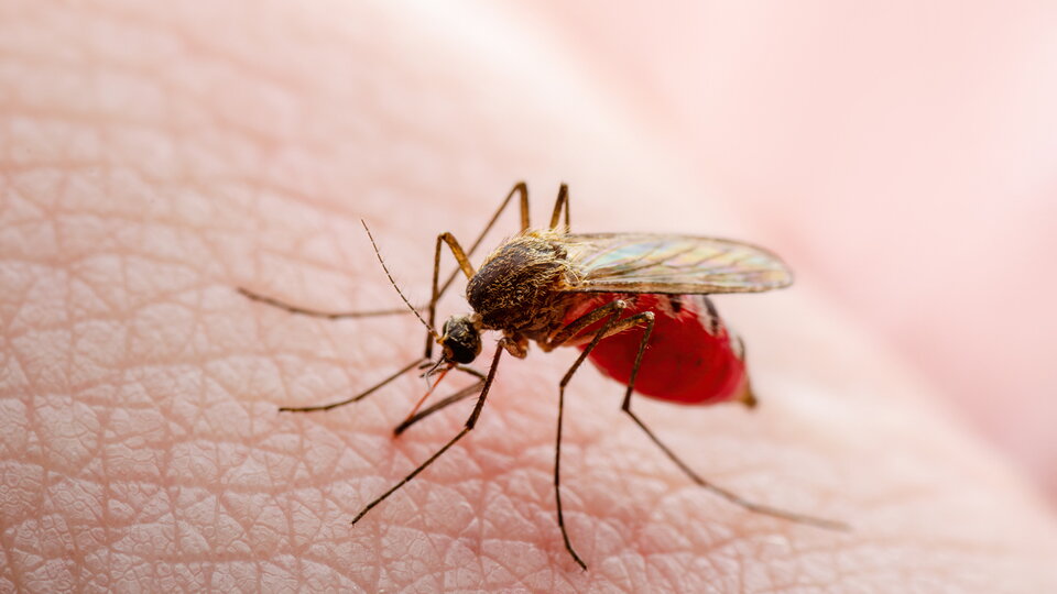 Gefährliche Zika infizierte Moskitohaut biss. Leishmaniose, Enzephalitis, Gelbfieber, Dengue, Malaria-Krankheit, Mayaro oder Zika Virus Infektiöse Culex Mosquito Parasiten Makro
